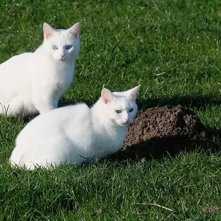 De Indiaan Bed & Breakfast