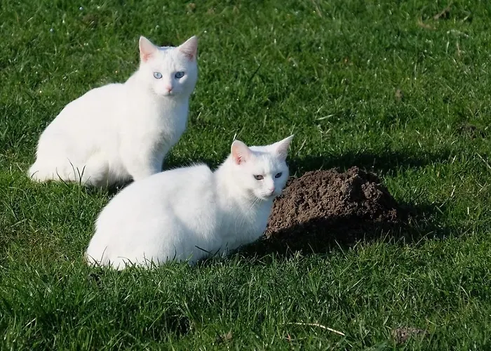 De Indiaan Frühstückspension